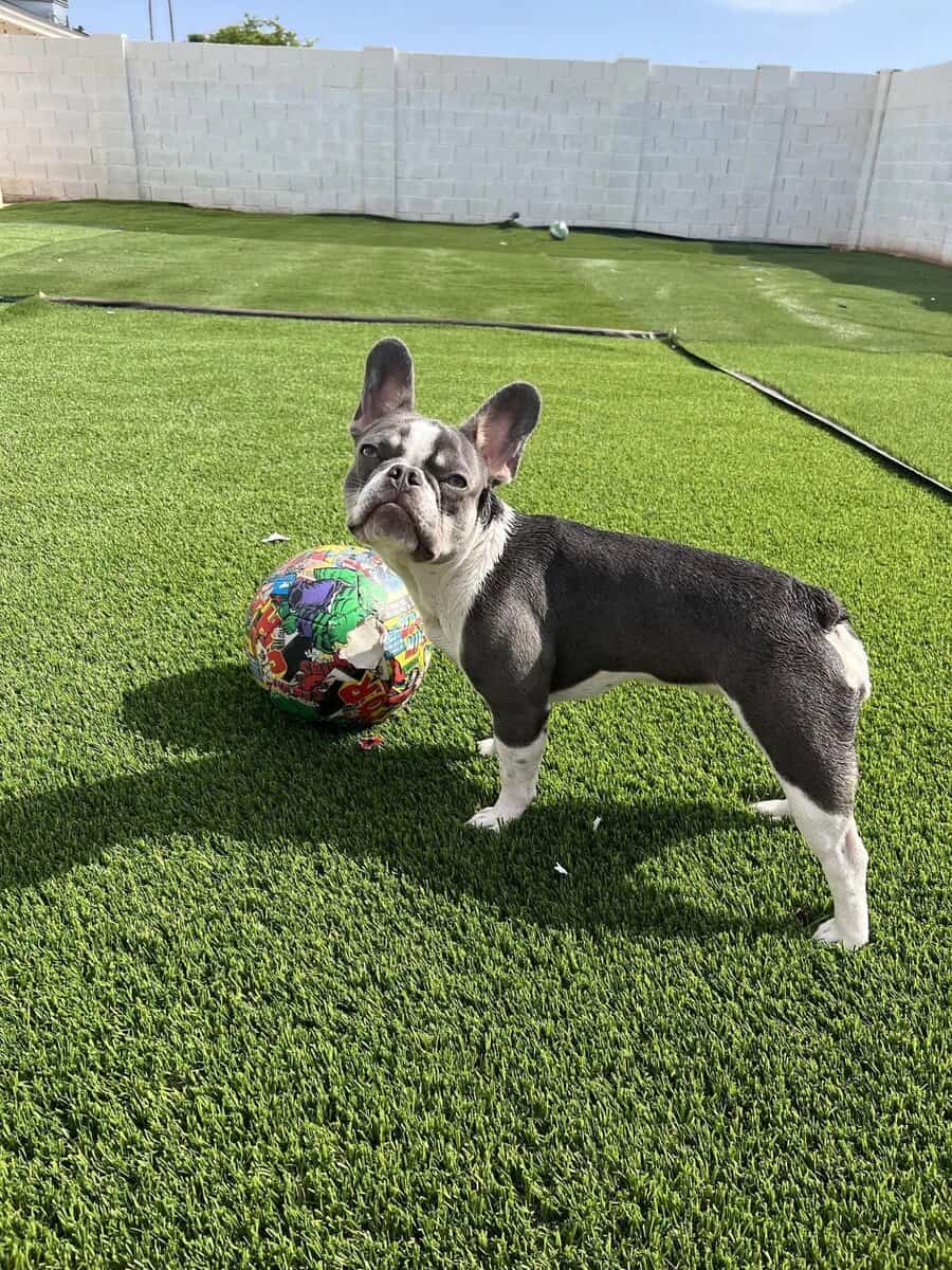A black and white French Bulldog stands on green grass next to a colorful soccer ball in a fenced backyard on a sunny day.