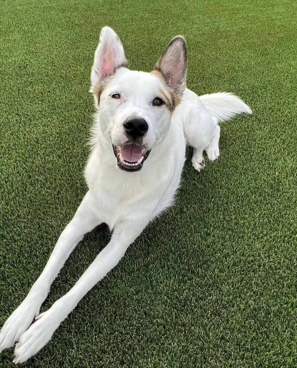 A white dog with one ear up and one ear down lies on green grass, looking up with a happy expression and its mouth open as if smiling.