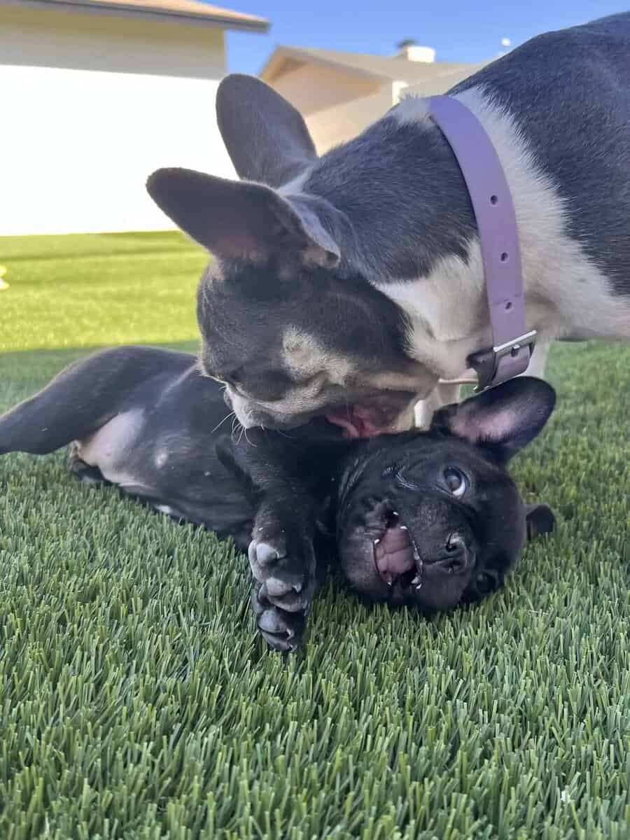 Two French Bulldogs are playing on green grass; one is lying on its back while the other playfully nibbles its ear. Both dogs look happy and energetic, with a house visible in the background.