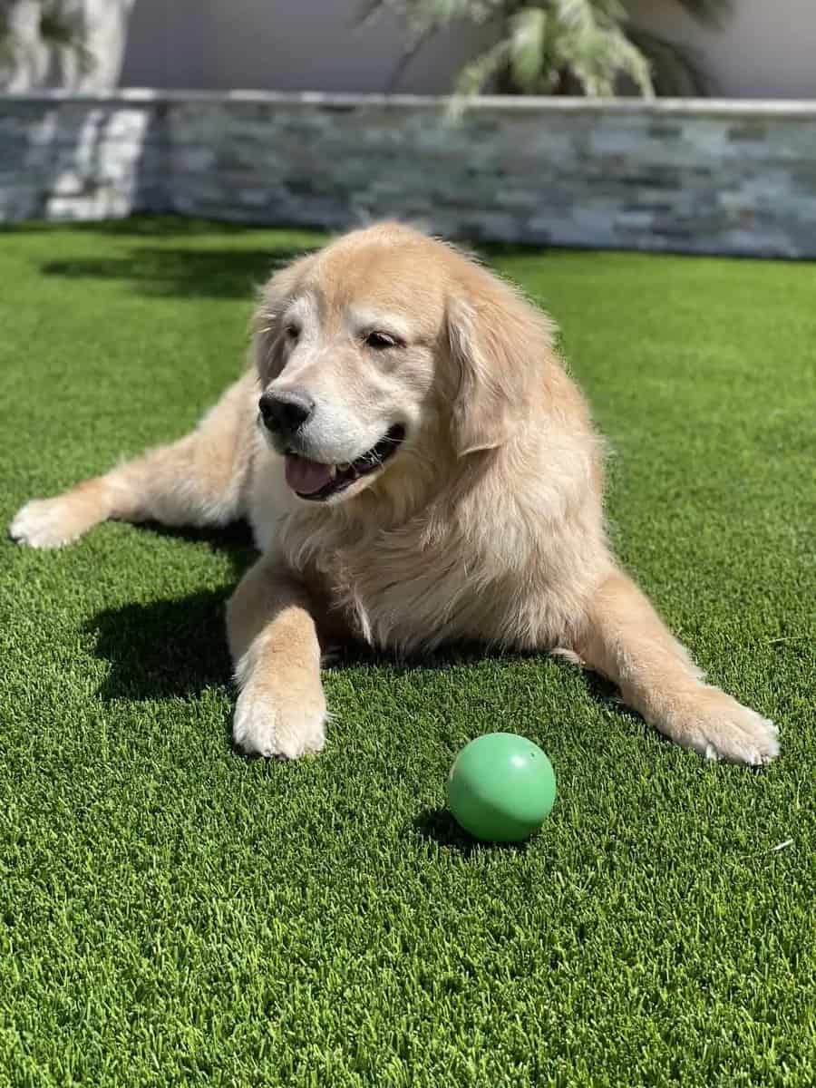 A golden retriever lies on green grass with a green ball in front of it, looking content and relaxed outdoors on a sunny day.