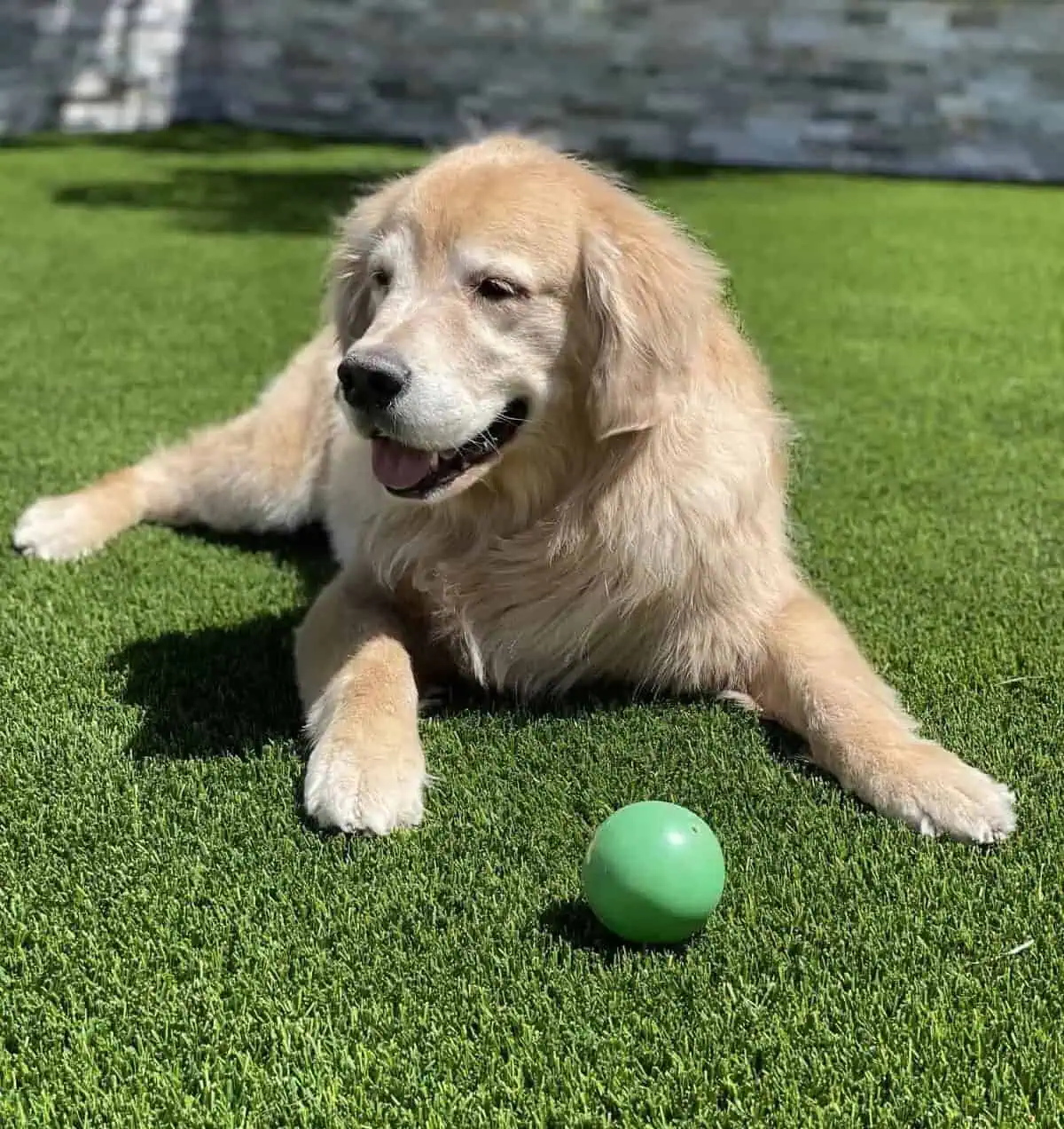 A golden retriever lies on green grass with its tongue out, looking content. A green ball is placed in front of its paws, and a stone wall is visible in the blurred background.
