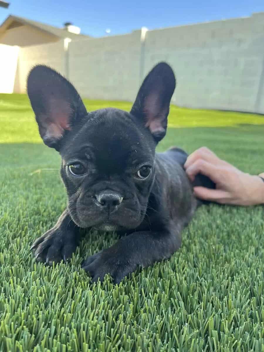 A small black French Bulldog puppy lies on green grass, looking at the camera with big ears upright. A person's hand gently pets its side. A white fence and house are in the blurred background.